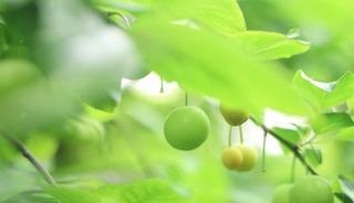 Tek tek elle toplanıyor! Avrupa'ya satılıyor: Kilosu 450 TL