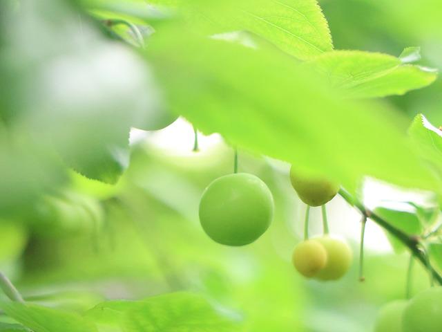 Tek tek elle toplanıyor! Avrupa'ya satılıyor: Kilosu 450 TL