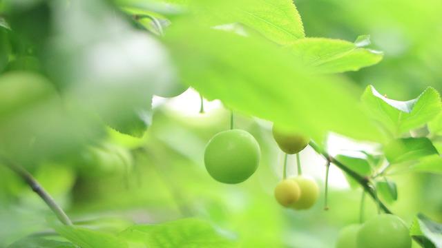 Tek tek elle toplanıyor! Avrupa'ya satılıyor: Kilosu 450 TL