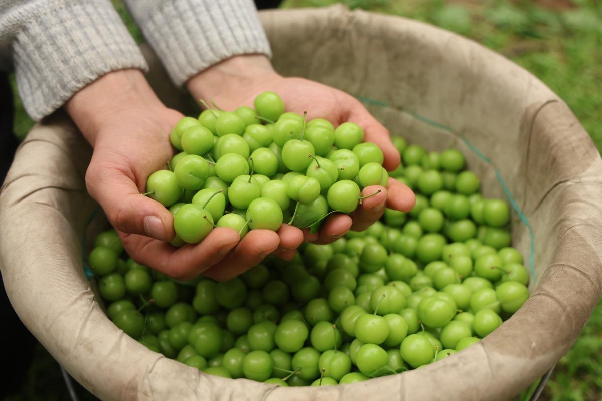 Tek tek elle toplanıyor! Avrupa ya satılıyor: Kilosu 450 TL 2