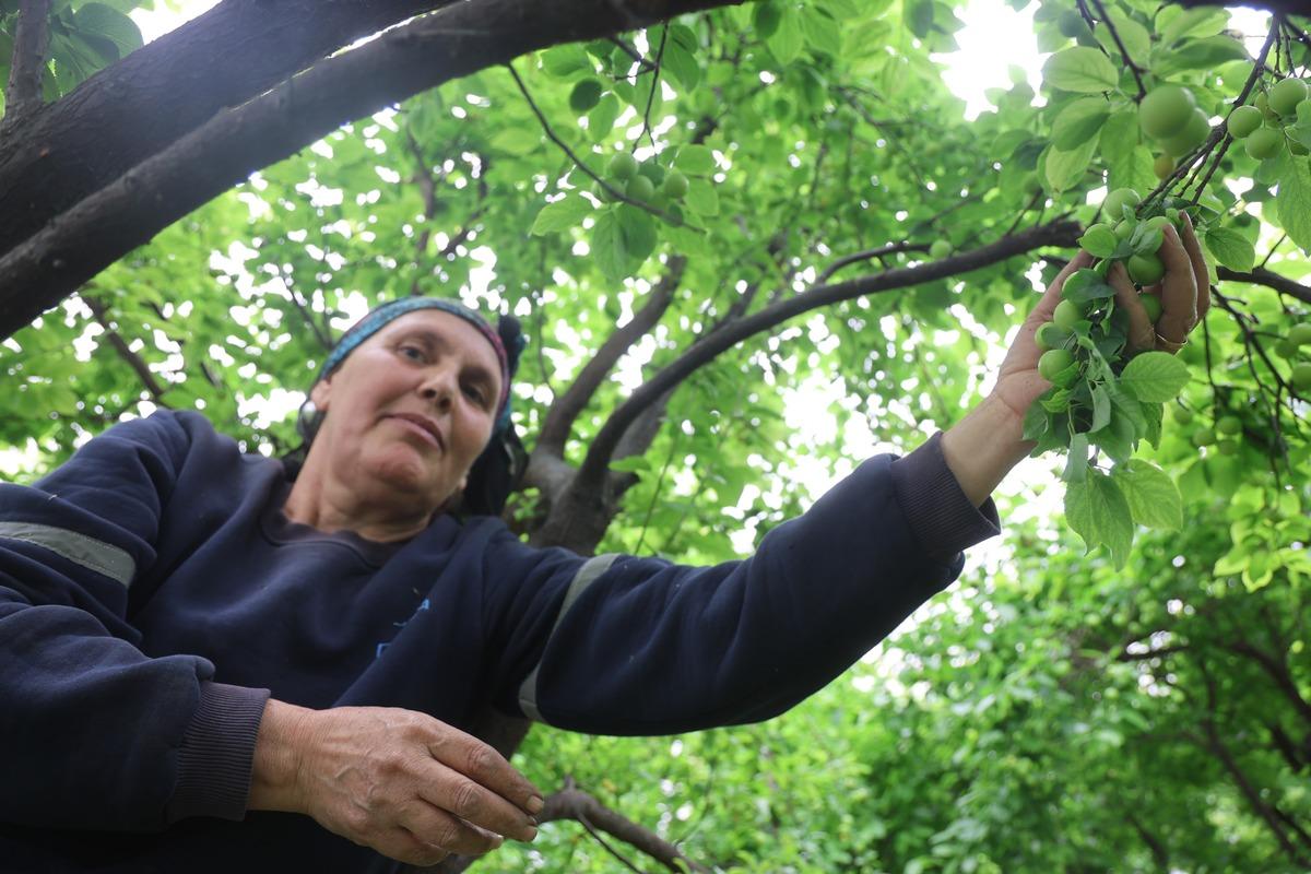 Tek tek elle toplanıyor! Avrupa ya satılıyor: Kilosu 450 TL 3