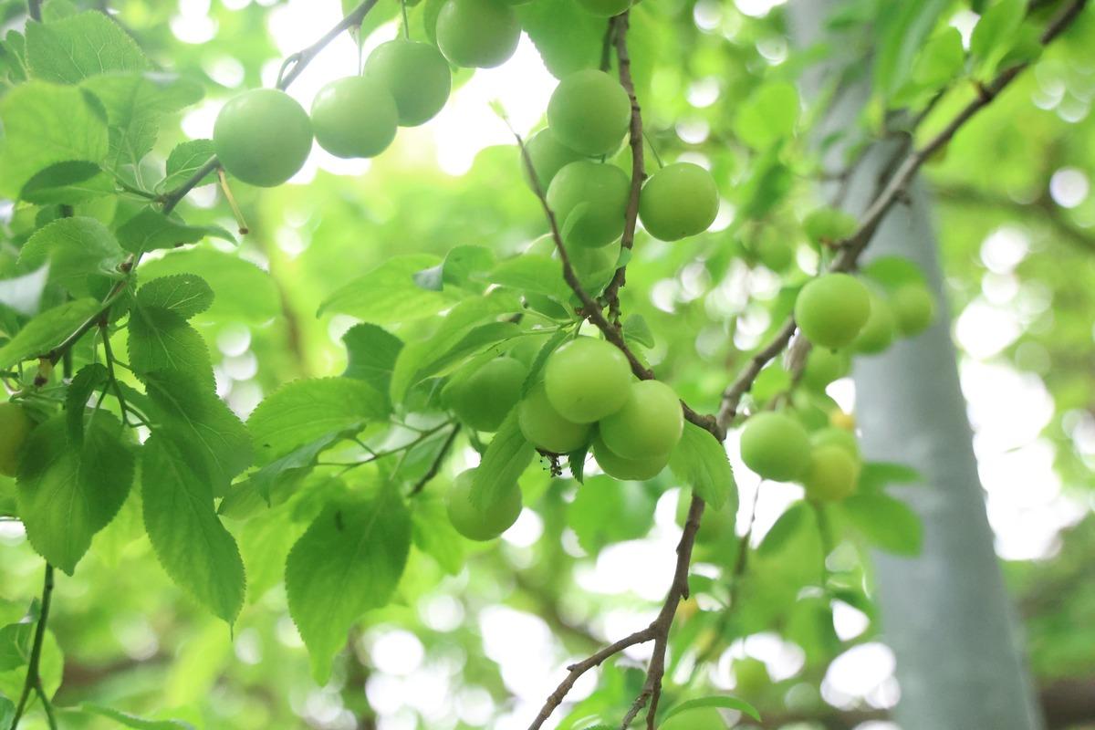 Tek tek elle toplanıyor! Avrupa ya satılıyor: Kilosu 450 TL 5