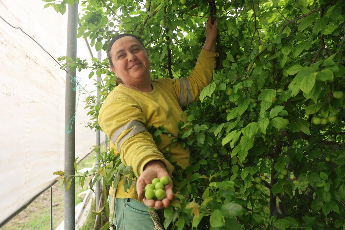 Tek tek elle toplanıyor! Avrupa ya satılıyor: Kilosu 450 TL 6