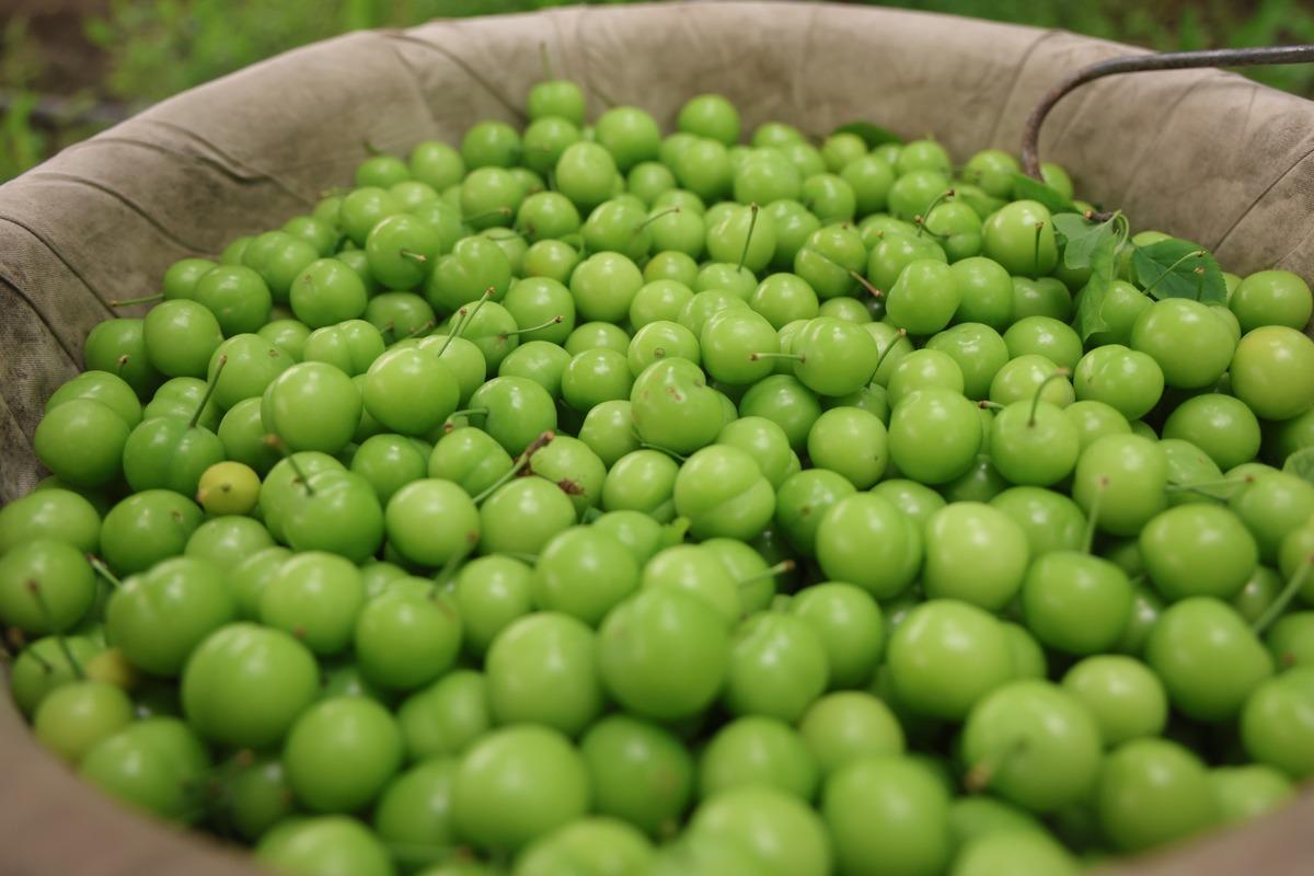 Tek tek elle toplanıyor! Avrupa ya satılıyor: Kilosu 450 TL 7