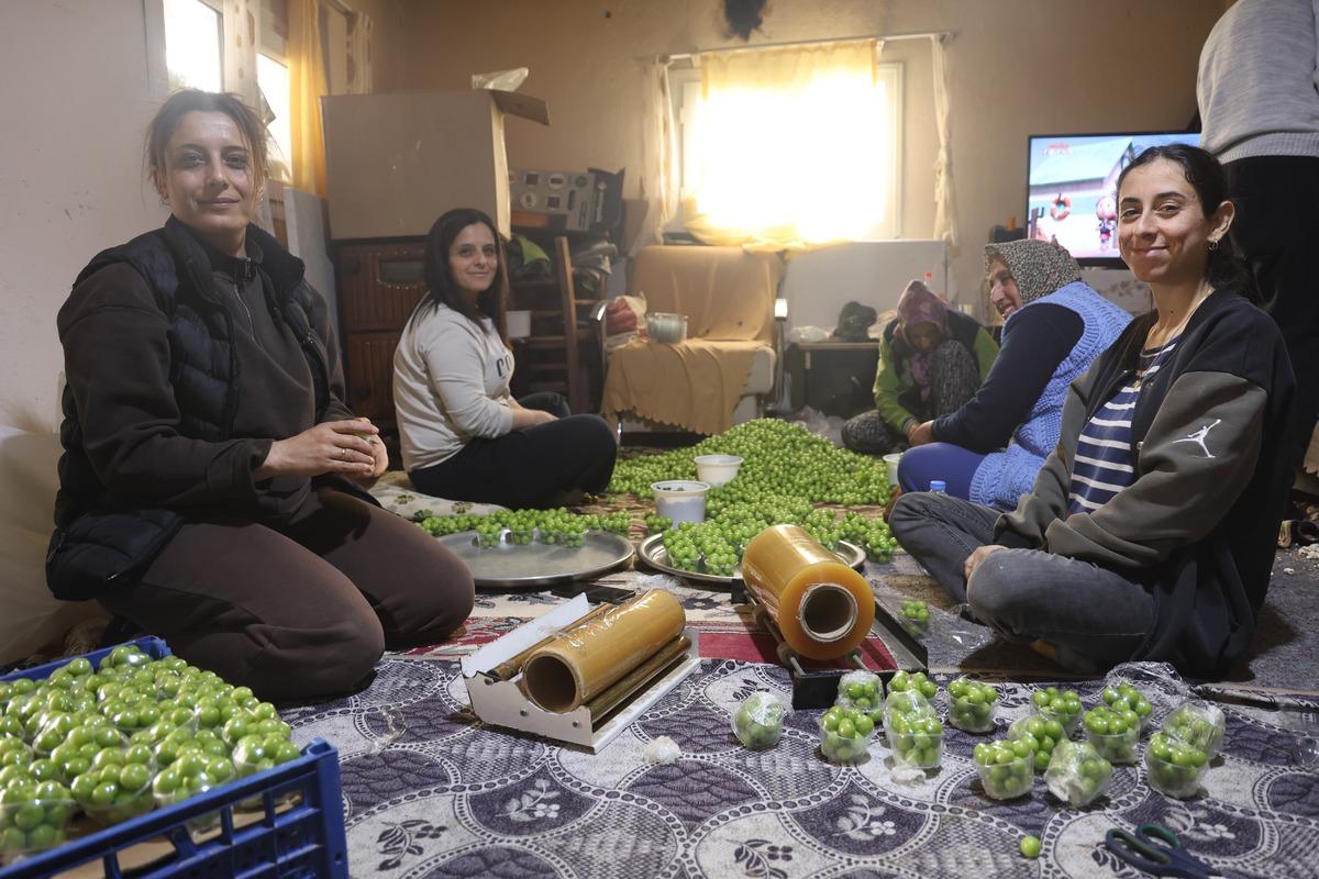 Tek tek elle toplanıyor! Avrupa ya satılıyor: Kilosu 450 TL 8