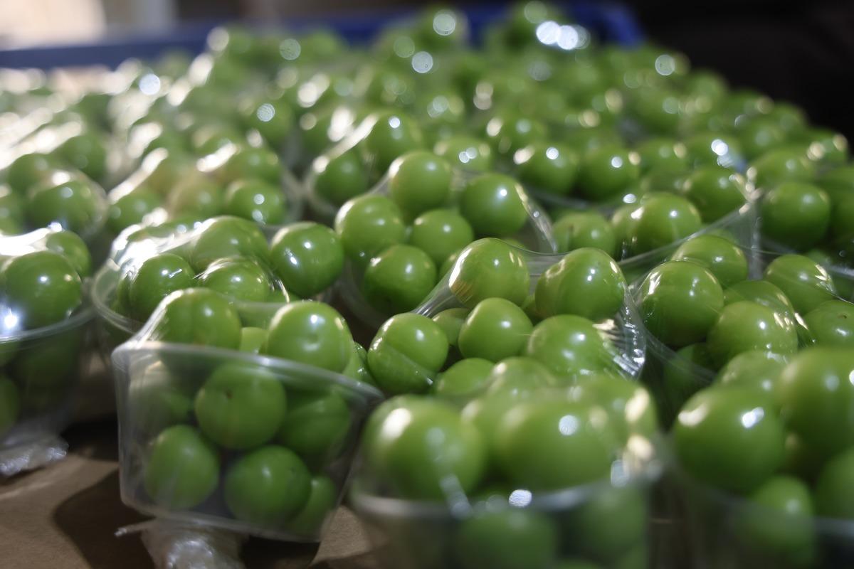 Tek tek elle toplanıyor! Avrupa ya satılıyor: Kilosu 450 TL 9