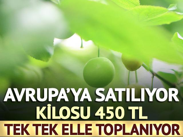 Tek tek elle toplanıyor! Avrupa'ya satılıyor: Kilosu 450 TL
