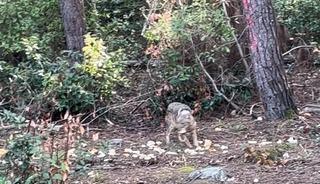 &Ouml;nce karnını doyurdu, sonra g&ouml;zden kayboldu