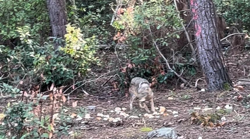 &Ouml;nce karnını doyurdu, sonra g&ouml;zden kayboldu