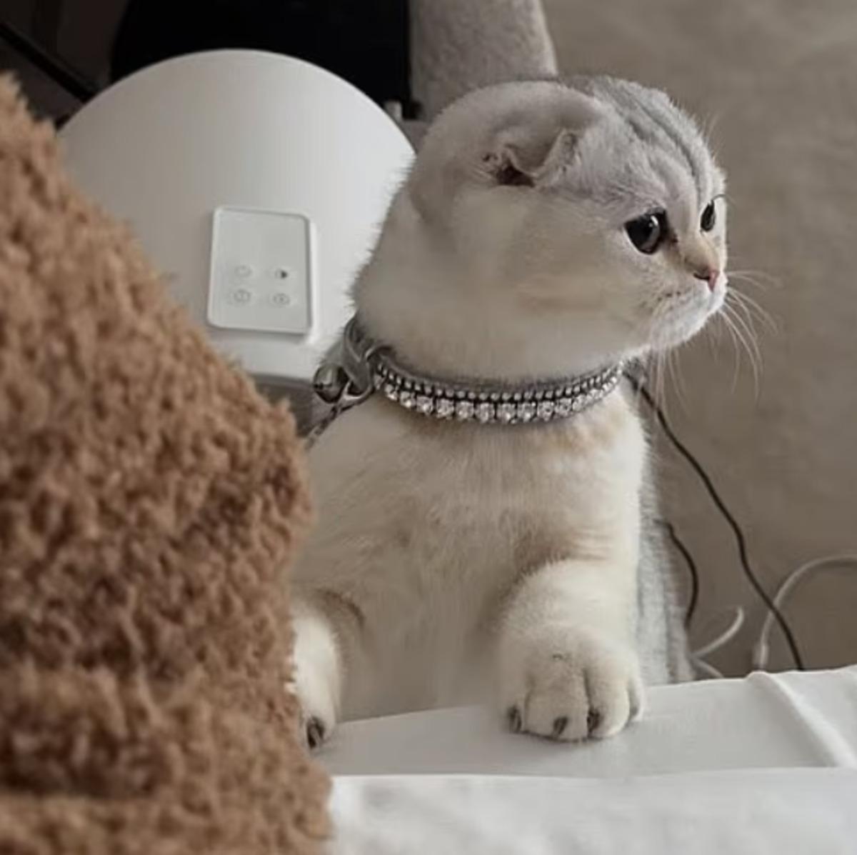 Kylie Jenner kedi paylaşımıyla tepki &ccedil;ekti! &ldquo;Evcil hayvanı aksesuar gibi kullanıyor&rdquo; 1