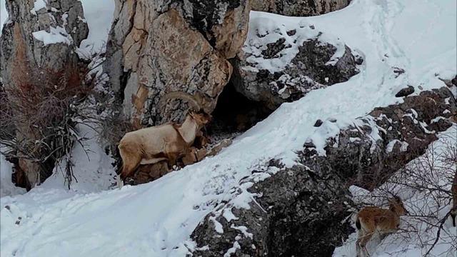 Aladağlar&rsquo;da kartpostallık kış manzarası: Dağ ke&ccedil;ileri dron ile g&ouml;r&uuml;nt&uuml;lendi 3