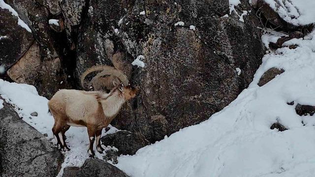 Aladağlar&rsquo;da kartpostallık kış manzarası: Dağ ke&ccedil;ileri dron ile g&ouml;r&uuml;nt&uuml;lendi 2