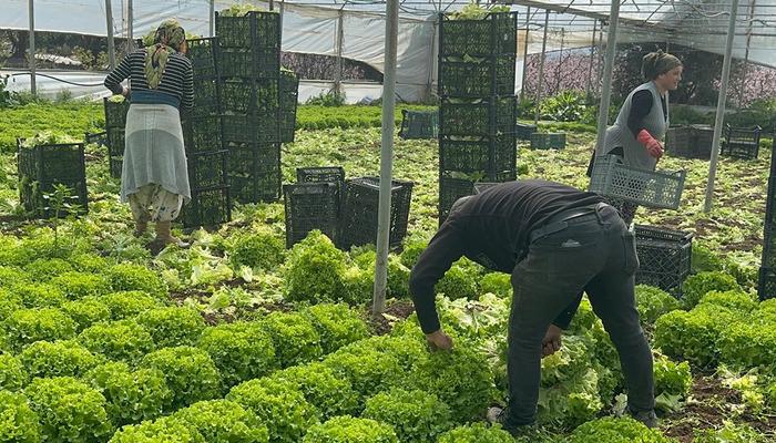 5 TL'ye d&uuml;şm&uuml;şt&uuml;: '5 milyon zarar ettik' Bu yıl sevindirdi 'Hi&ccedil; ummadığımız gibi gitti'