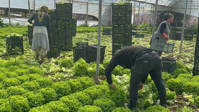 5 TL'ye düşmüştü: '5 milyon zarar ettik' Bu yıl sevindirdi 'Hiç ummadığımız gibi gitti'