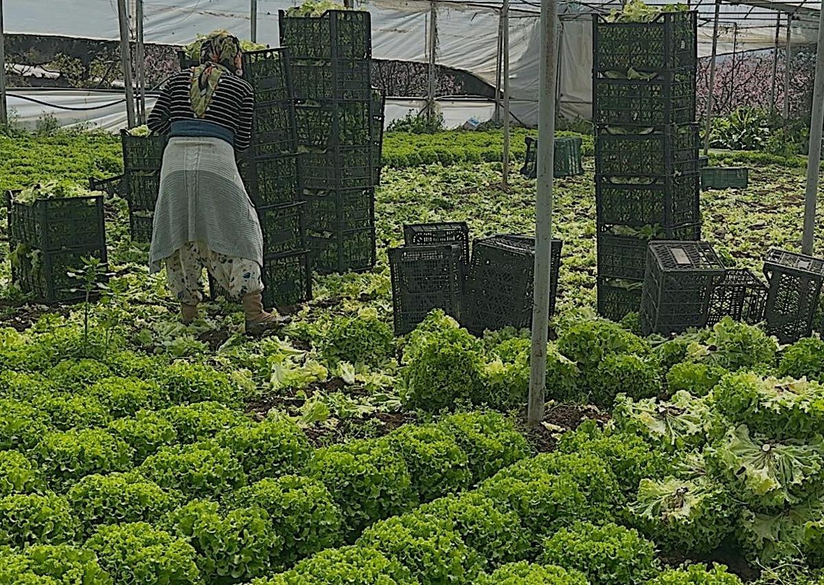 5 TL ye düşmüştü: 5 milyon zarar ettik Bu yıl sevindirdi Hiç ummadığımız gibi gitti 1