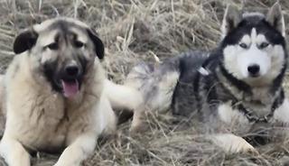 Sivas kangalı ile Sibirya kurdunun g&ouml;r&uuml;nt&uuml;leri g&uuml;ndem olmuştu! Olay yorum