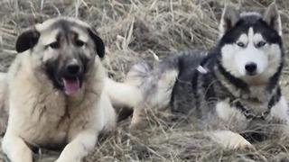 Sivas kangalı ile Sibirya kurdunun görüntüleri gündem olmuştu! Olay yorum: Bizim erkeklerimiz böyledir