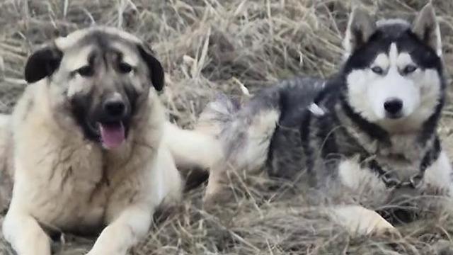 Sivas kangalı ile Sibirya kurdunun görüntüleri gündem olmuştu! Olay yorum: Bizim erkeklerimiz böyledir