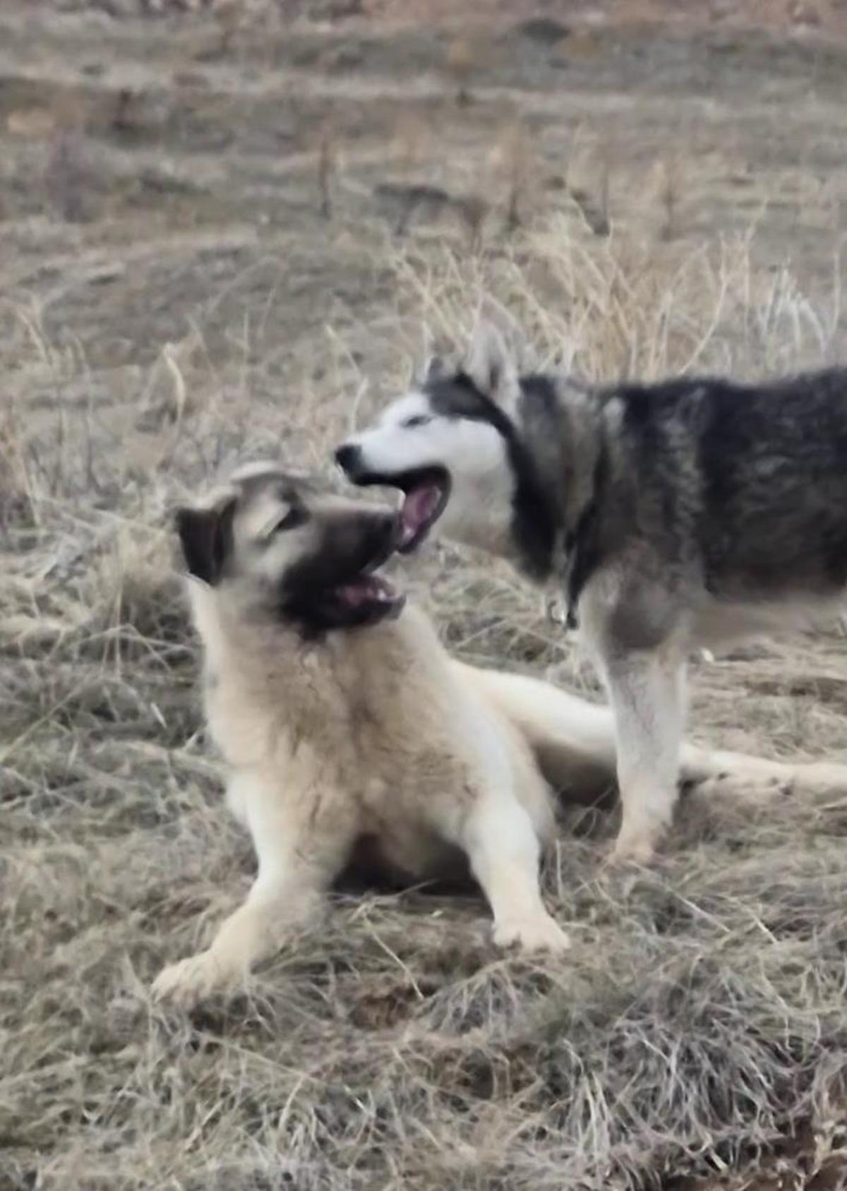 Sivas kangalı ile Sibirya kurdunun görüntüleri gündem olmuştu! Olay yorum: "Bizim erkeklerimiz böyledir" 3