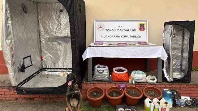 Zonguldak’ta jandarmanın uyuşturucu operasyonu