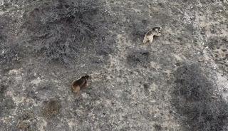 Kış uykusundan uyandılar: Bakın ilk ne yaptılar!