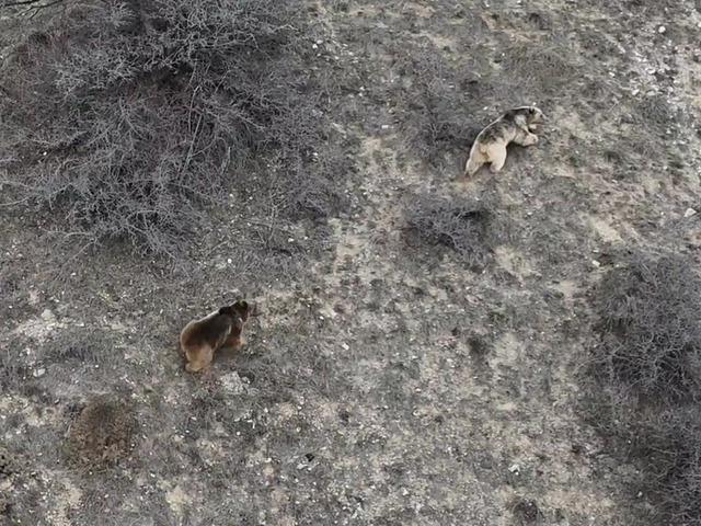Kış uykusundan uyandılar: Bakın ilk ne yaptılar!