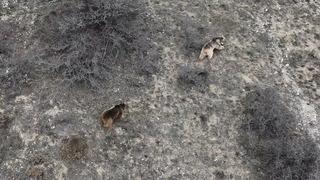 Kış uykusundan uyandılar: İlk yaptıkları şey sürpriz olmadı! İlk görüntüler