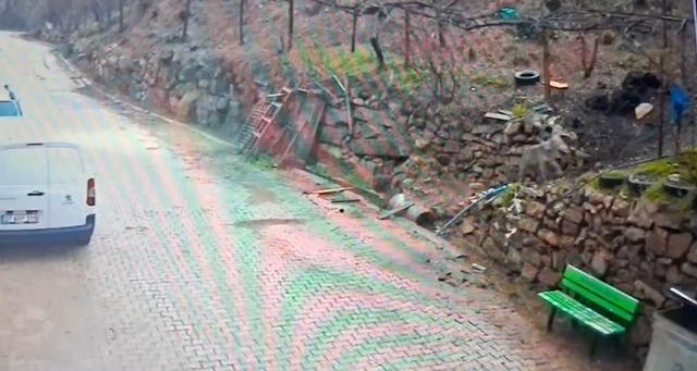 Feke&rsquo;de yerleşim alanına inen kurt g&ouml;r&uuml;nt&uuml;lendi 1