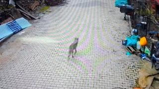 Feke’de yerleşim alanına inen kurt görüntülendi