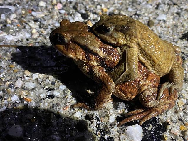 K&uuml;tahya'da 5 bin yıllık g&ouml;&ccedil; yeniden başladı! B&uuml;y&uuml;k risk