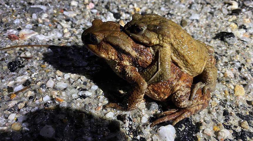 K&uuml;tahya'da 5 bin yıllık g&ouml;&ccedil; yeniden başladı! B&uuml;y&uuml;k risk altındalar