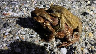 Kütahya'da 5 bin yıllık göç yeniden başladı! Büyük risk altındalar