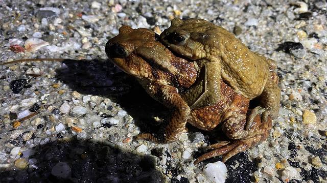 Kütahya'da 5 bin yıllık göç yeniden başladı! Büyük risk altındalar