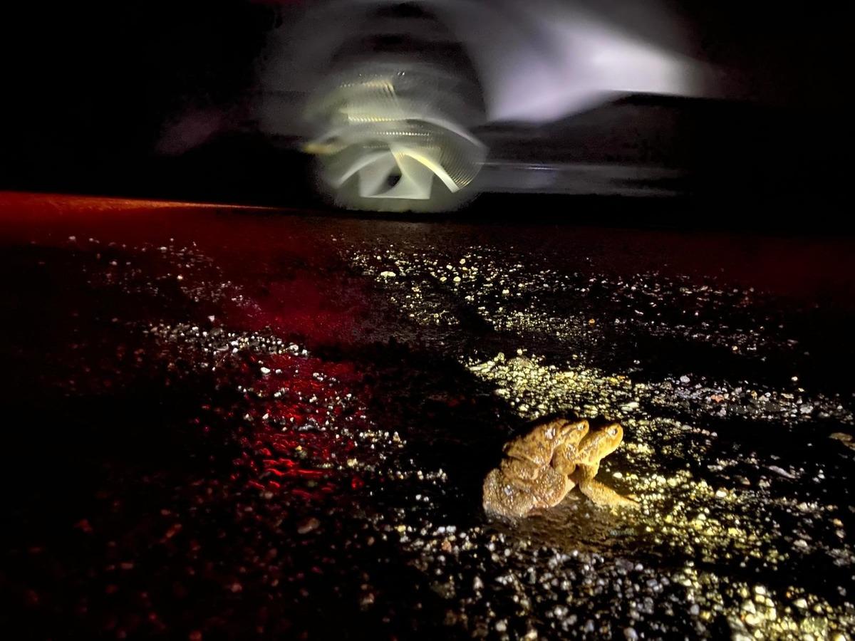 K&uuml;tahya da 5 bin yıllık g&ouml;&ccedil; yeniden başladı! B&uuml;y&uuml;k risk altındalar 1