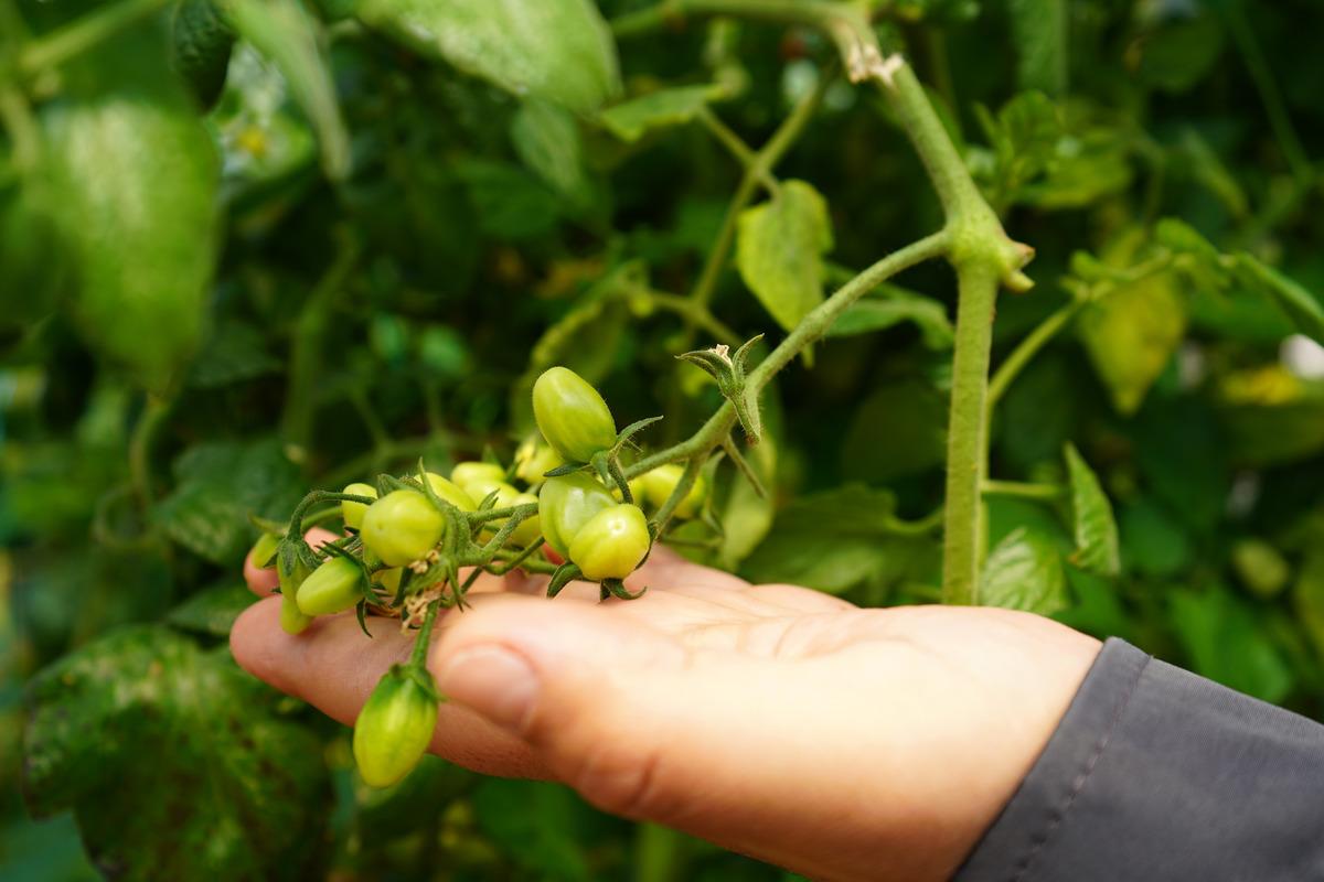 T&uuml;rkiye de bir ilk: Psikiyatri hastaları tedavi g&ouml;r&uuml;rken para kazanıyor 3