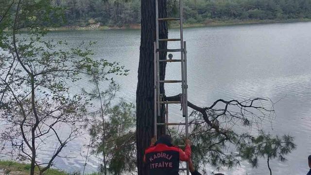 Osmaniye’de ağaca takılan kargayı itfaiye kurtardı