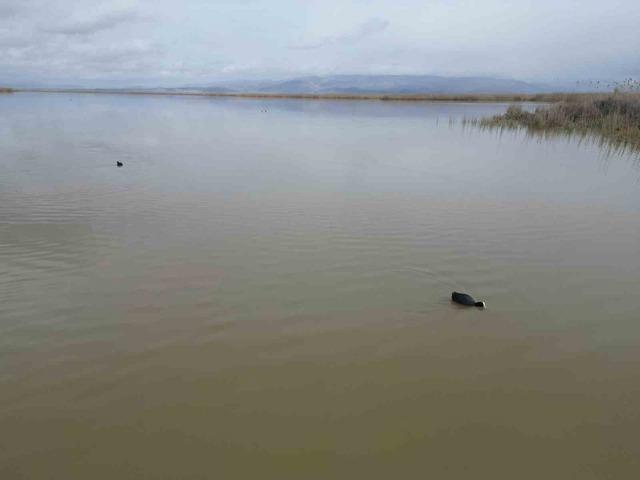 Eber G&ouml;l&uuml;&rsquo;nde su seviyesi g&ouml;zle g&ouml;r&uuml;l&uuml;r şekilde arttı 2