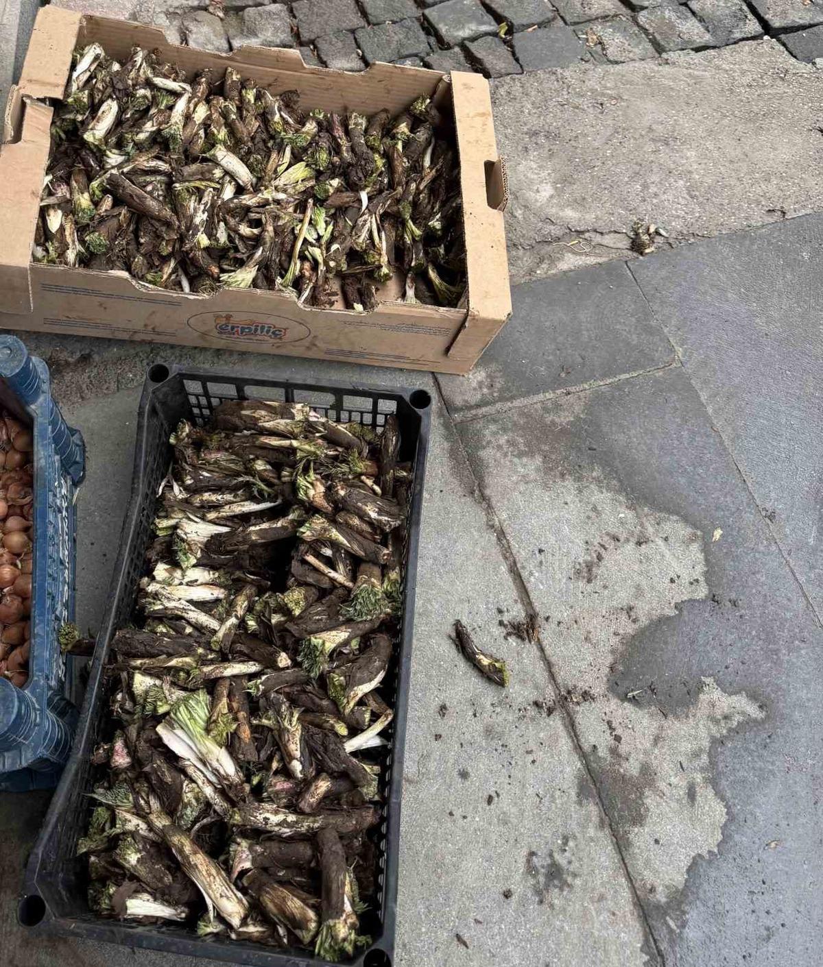 Yumurta ile kavruluyor, sakızı yapılıyor! Dağdan toplanıyor, kilosu 250 TL 2