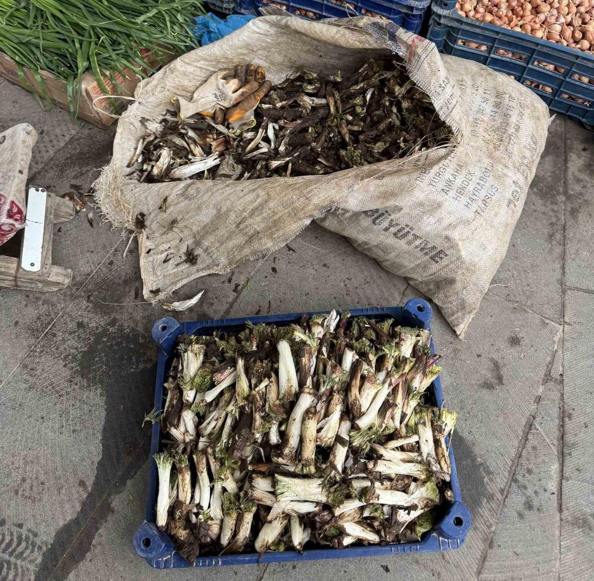 Yumurta ile kavruluyor, sakızı yapılıyor! Dağdan toplanıyor, kilosu 250 TL 1