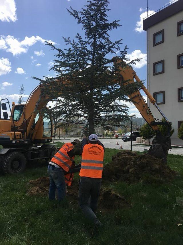 Refüjdeki Ağaçlar Hastane Bahçesine naklediliyor