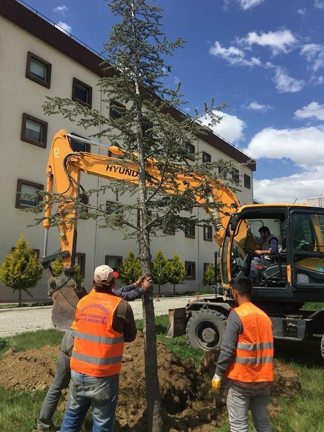 Refüjdeki Ağaçlar Hastane Bahçesine naklediliyor