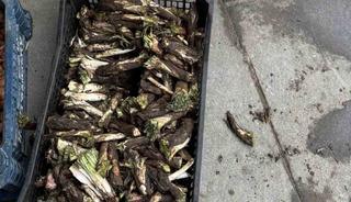 Yumurta ile kavruluyor, sakızı yapılıyor! Dağdan toplanıyor, kilosu 250 TL