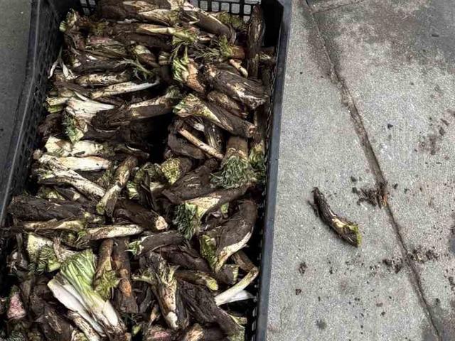 Yumurta ile kavruluyor, sakızı yapılıyor! Kilosu 250 TL