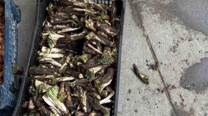 Yumurta ile kavruluyor, sakızı yapılıyor! Dağdan toplanıyor, kilosu 250 TL