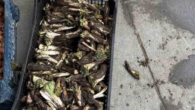 Yumurta ile kavruluyor, sakızı yapılıyor! Dağdan toplanıyor, kilosu 250 TL