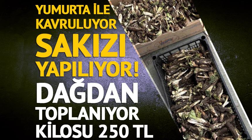 Yumurta ile kavruluyor, sakızı yapılıyor! Dağdan toplanıyor, kilosu 250 TL