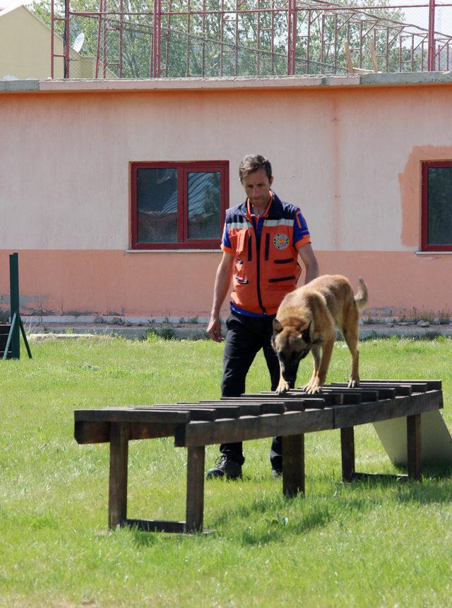 Arama kurtarma köpekleri eğitimden geçiriliyor