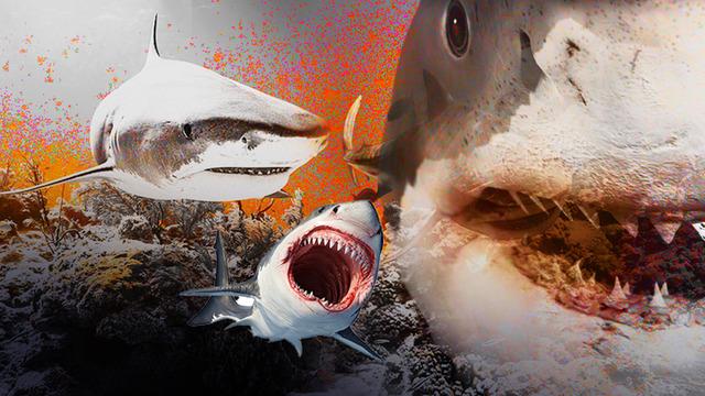 Turizmin cennetinde alarm: K&ouml;pek balıklarında kokain tespit edildi