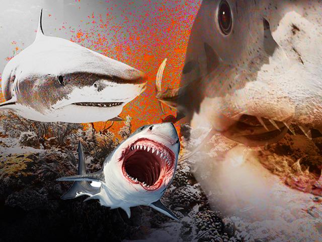 Turizmin cennetinde alarm: K&ouml;pek balıklarında kokain tespit edildi