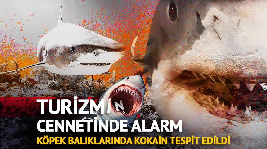 Turizmin cennetinde alarm: K&ouml;pek balıklarında kokain tespit edildi